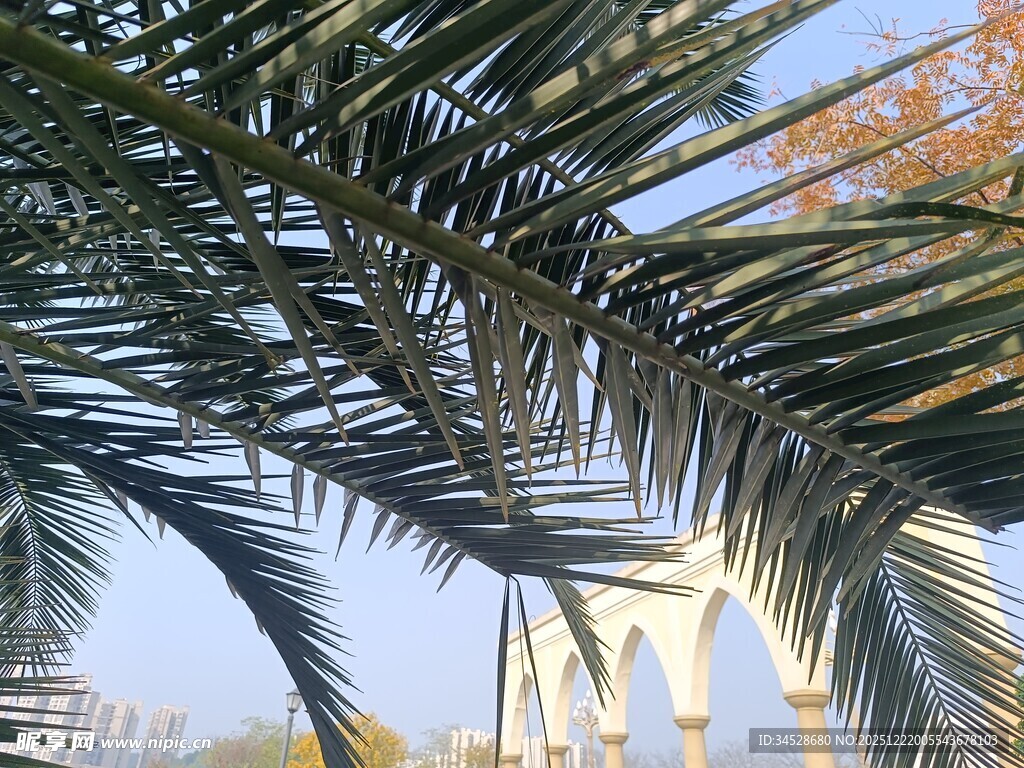 棕榈枝叶下的城市景观
