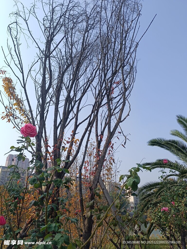 秋日枯树与多彩植物景观