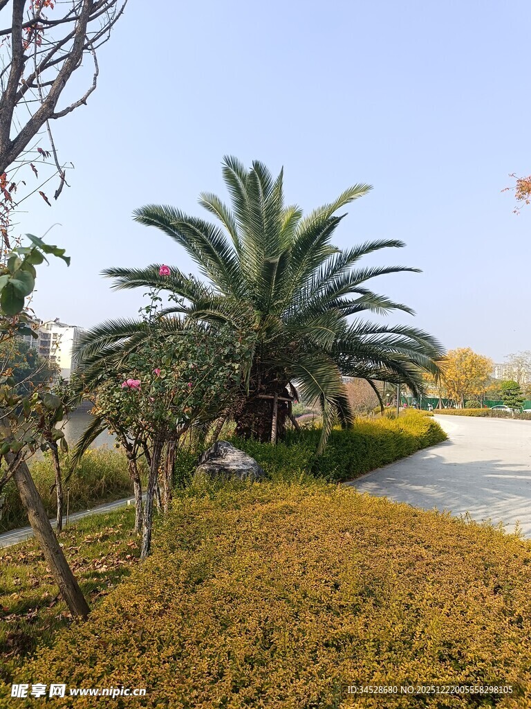 户外棕榈树旁的自然风光