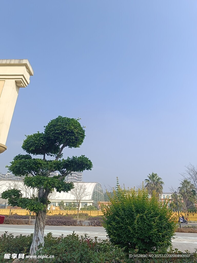 庭院中的精致造型松树