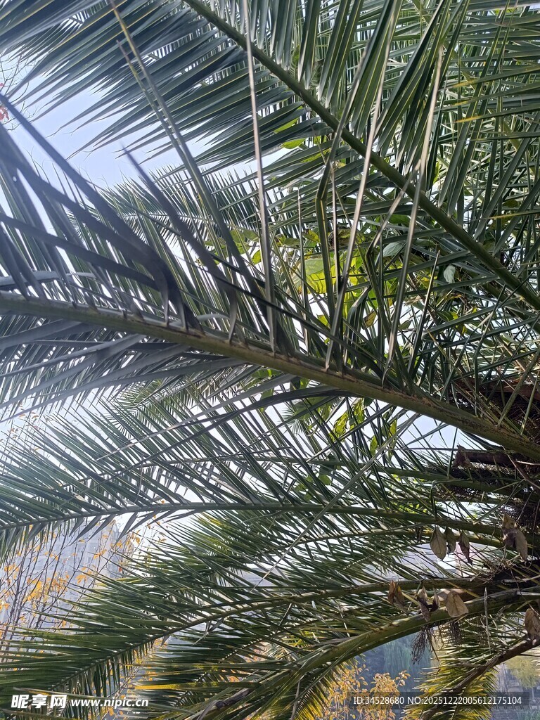 仰视下的繁茂棕榈树叶