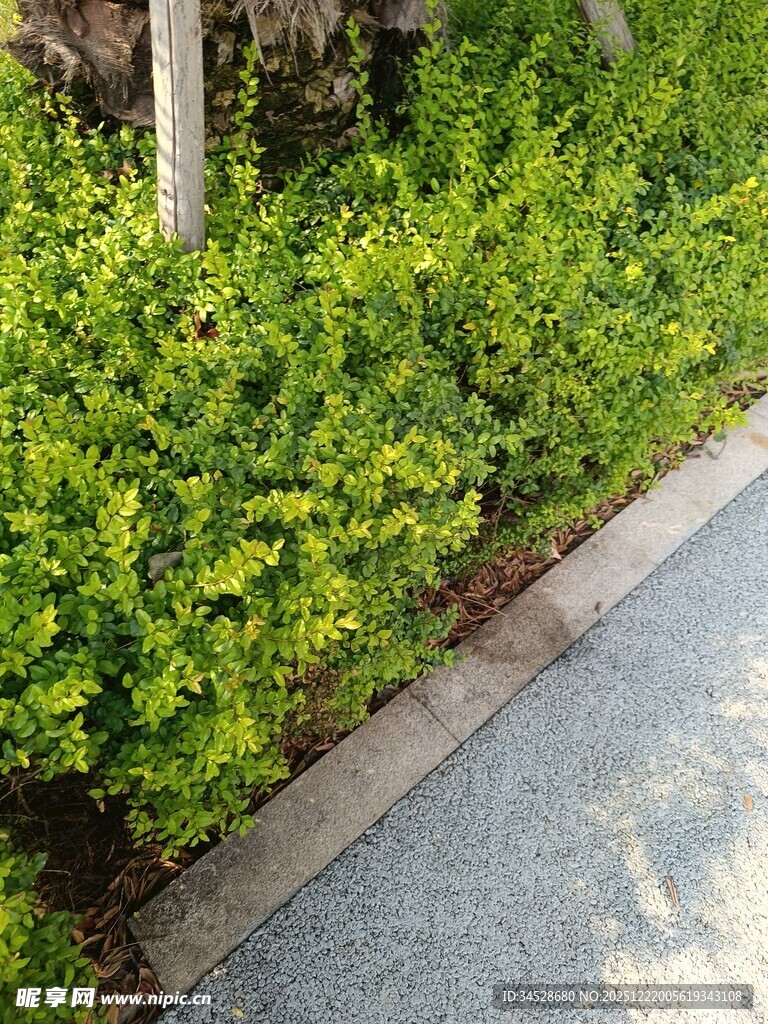 路边翠绿灌木丛景观