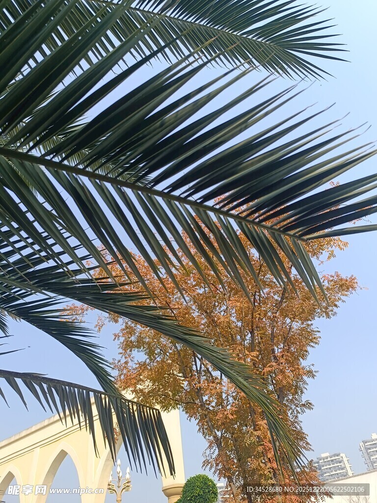 棕榈叶下的秋日建筑景观