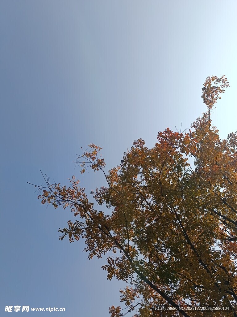 秋日树梢映蓝天