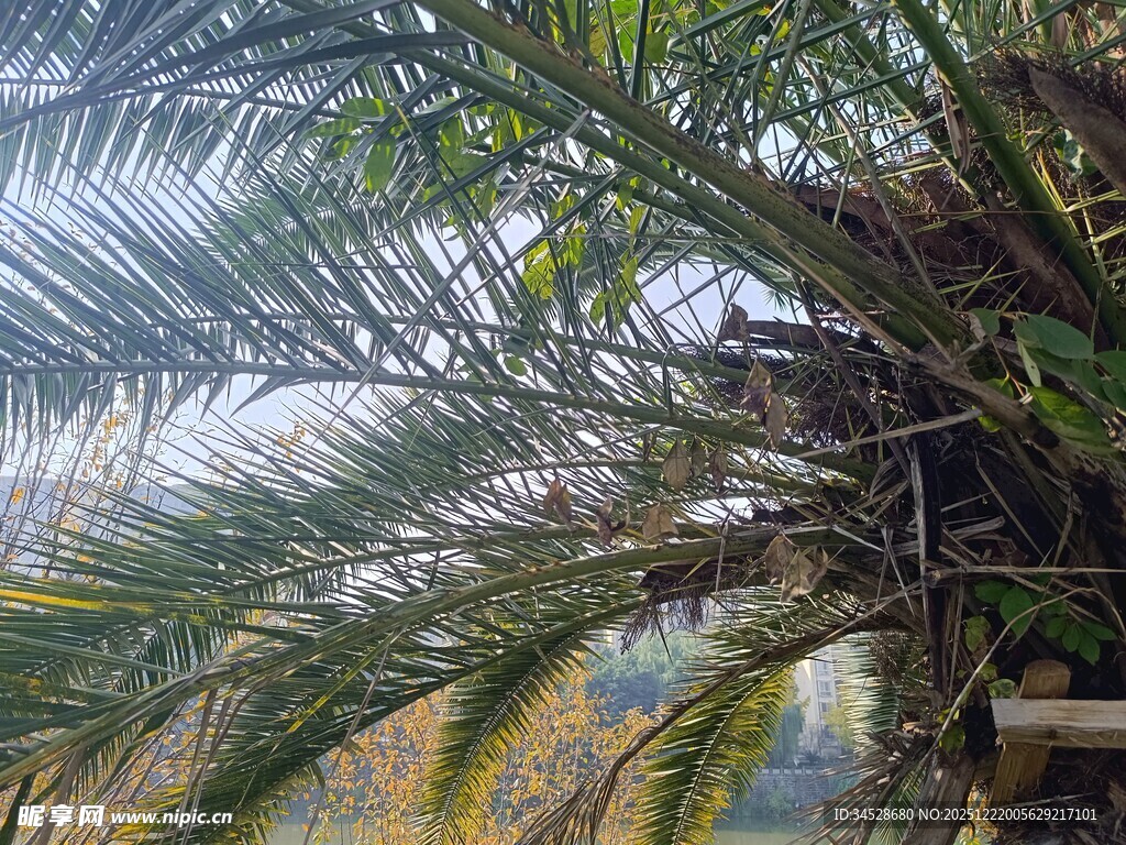 棕榈树繁茂枝叶特写