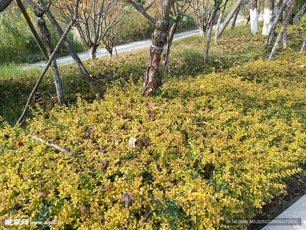 金黄灌木装点的园林景致