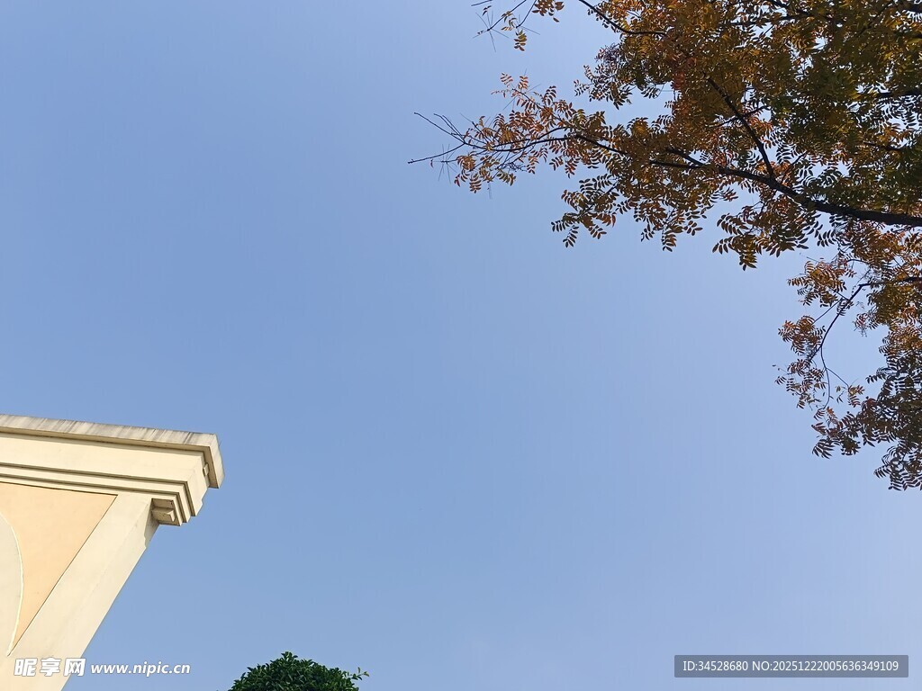 蓝天映衬下的建筑与树梢