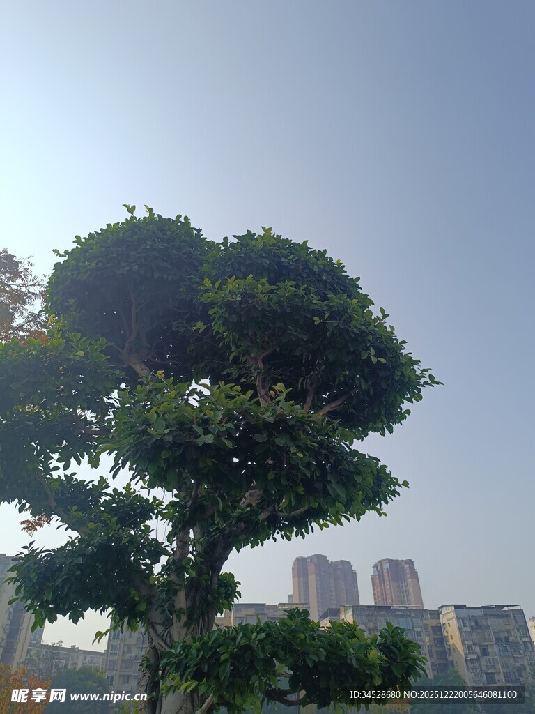 城市中茂盛的绿树