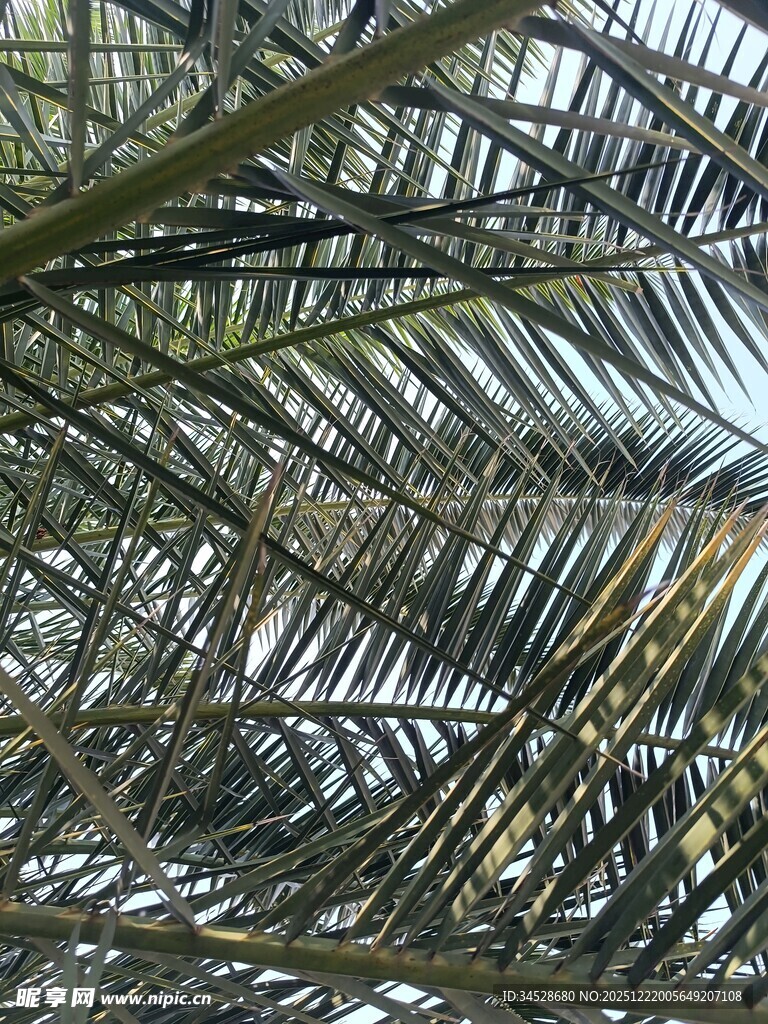 仰视下的棕榈叶纹理