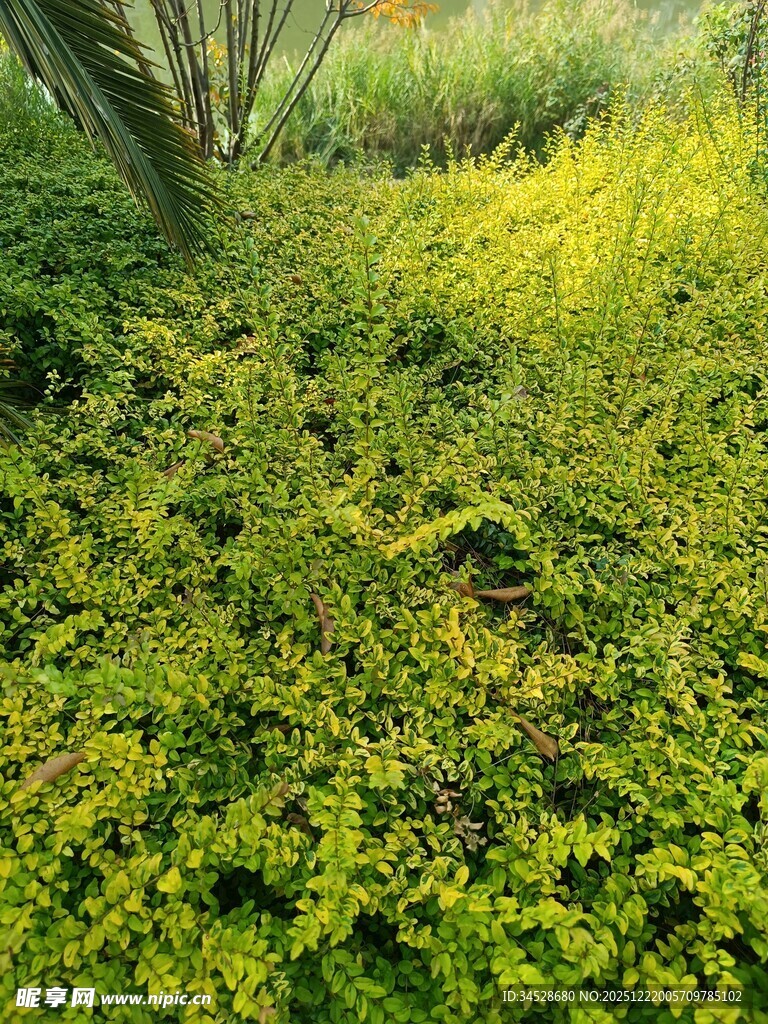 翠绿繁茂的地面绿植景观