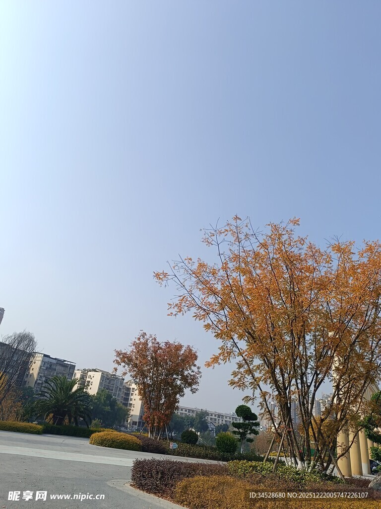 秋日道路旁的斑斓树木