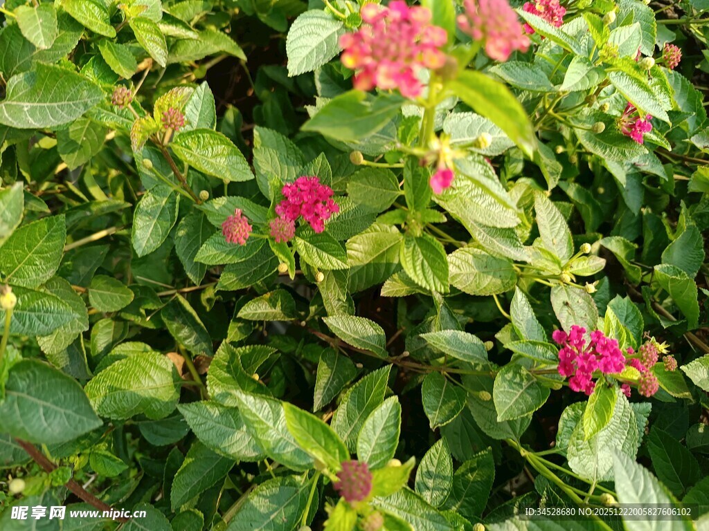 绿叶间绽放的艳丽花朵