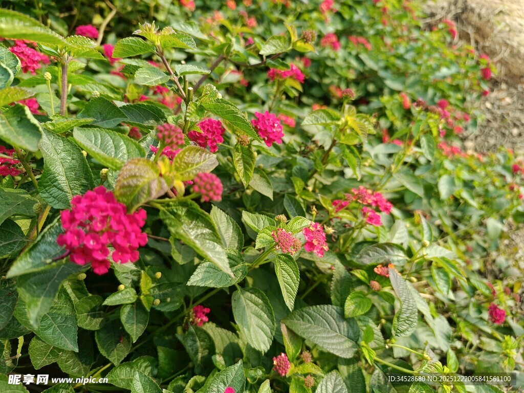 鲜艳花丛中的美丽红花朵