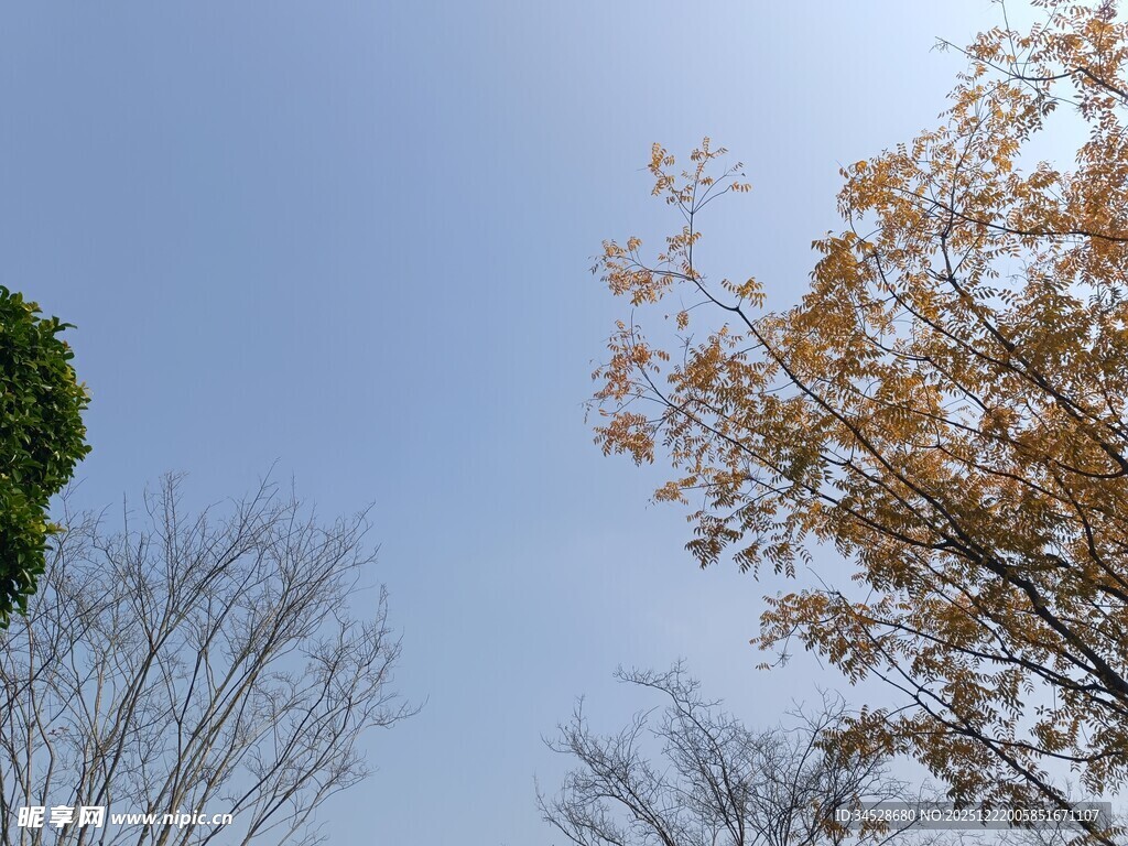 秋日树梢与蓝天