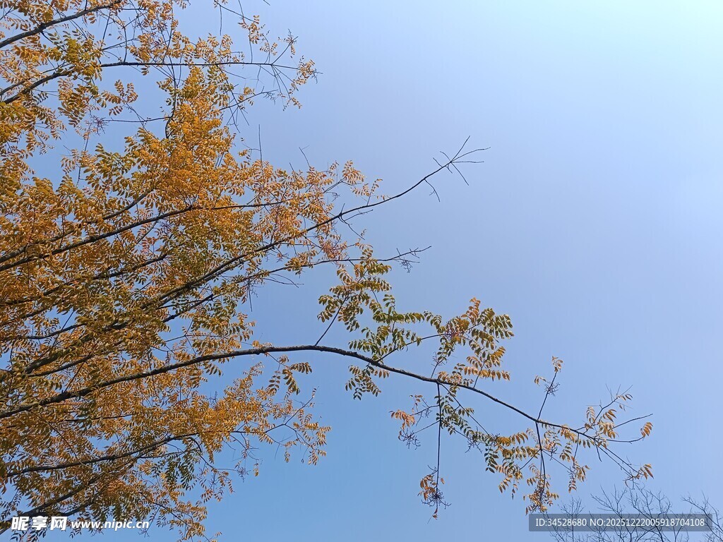 秋日枝头黄叶映蓝天
