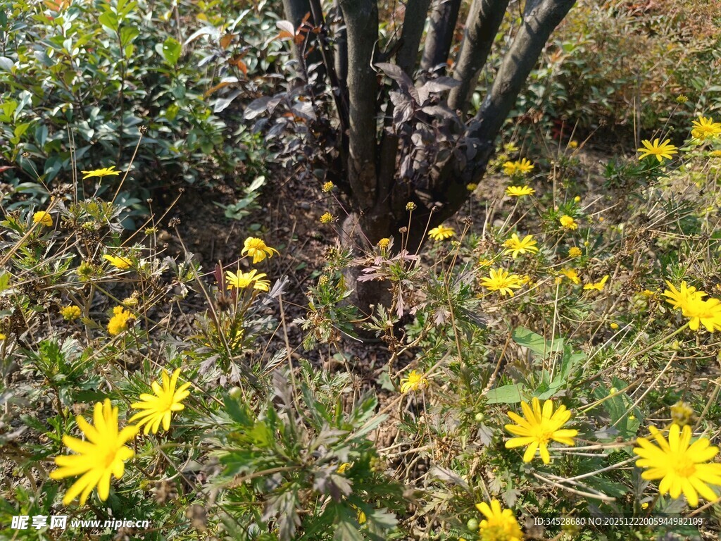 树下绽放的黄色小花