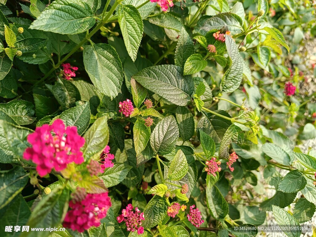 鲜艳花丛中的美丽景象