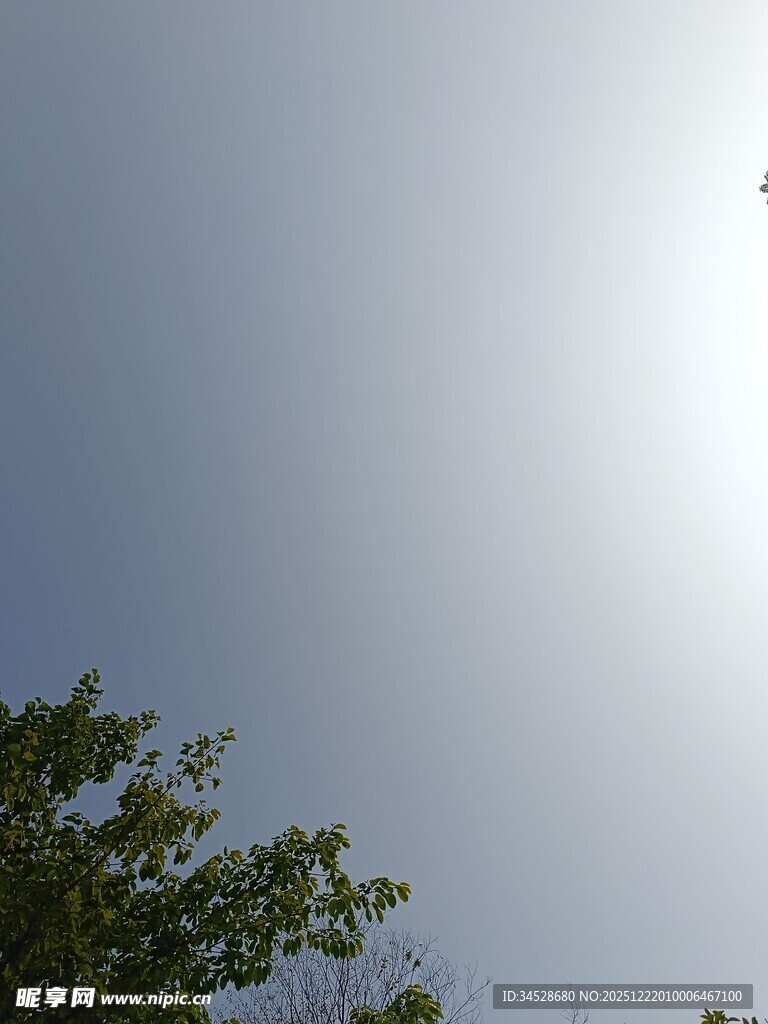 蓝天绿树间飞鸟