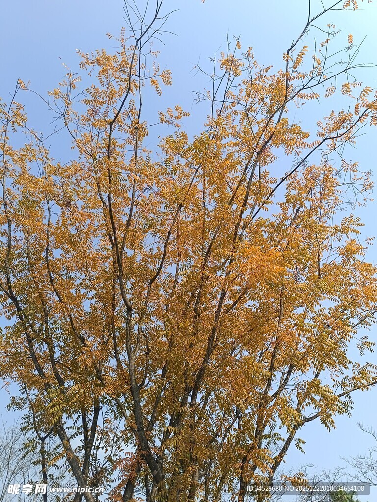 秋日金黄树叶的树木景观