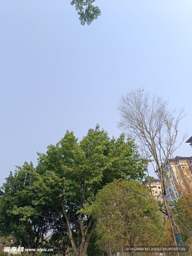 户外绿树蓝天景致