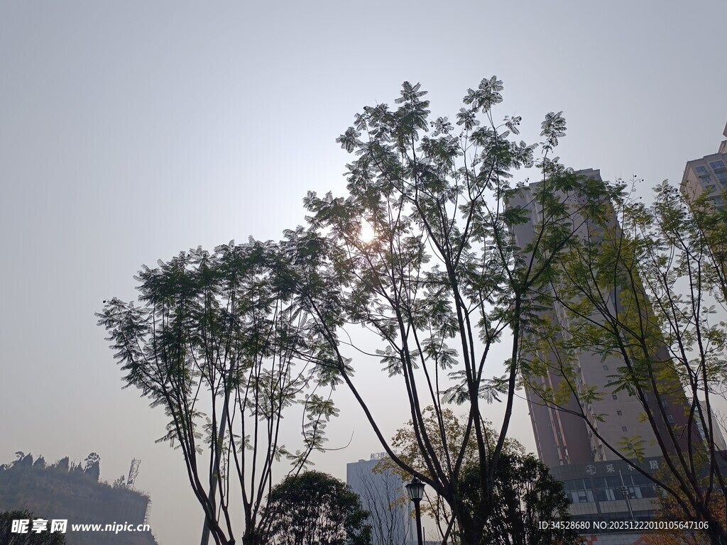 阳光下的树木与城市建筑