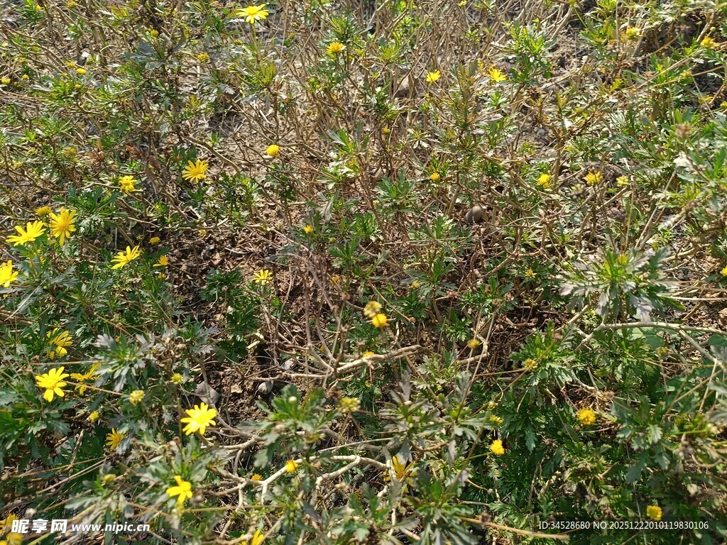 野外绽放的黄色小花丛