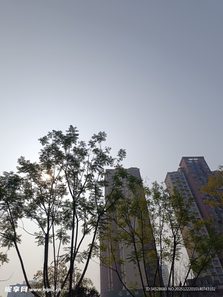 阳光下的树木与高楼