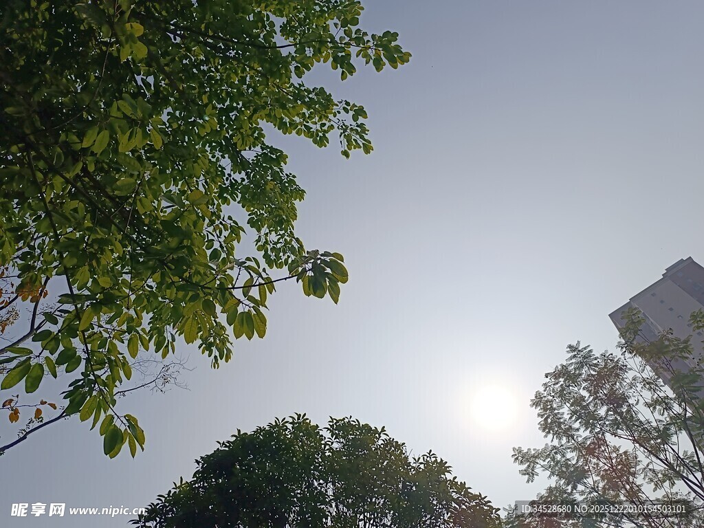 阳光下的绿树与建筑