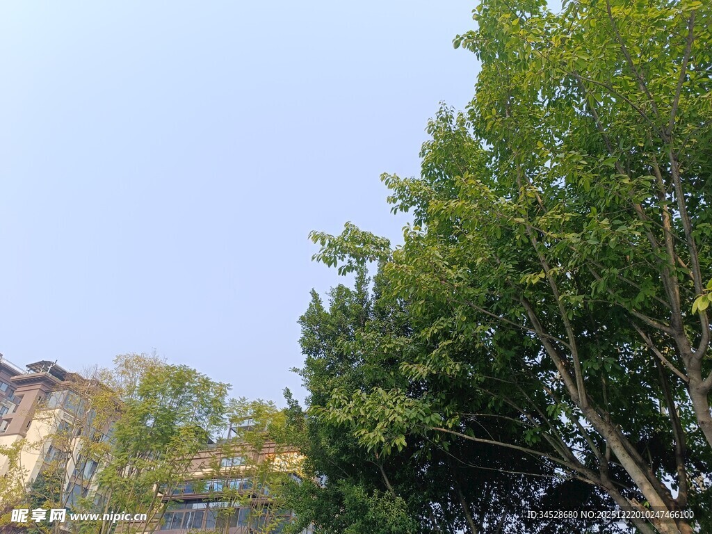 绿树旁的建筑景观