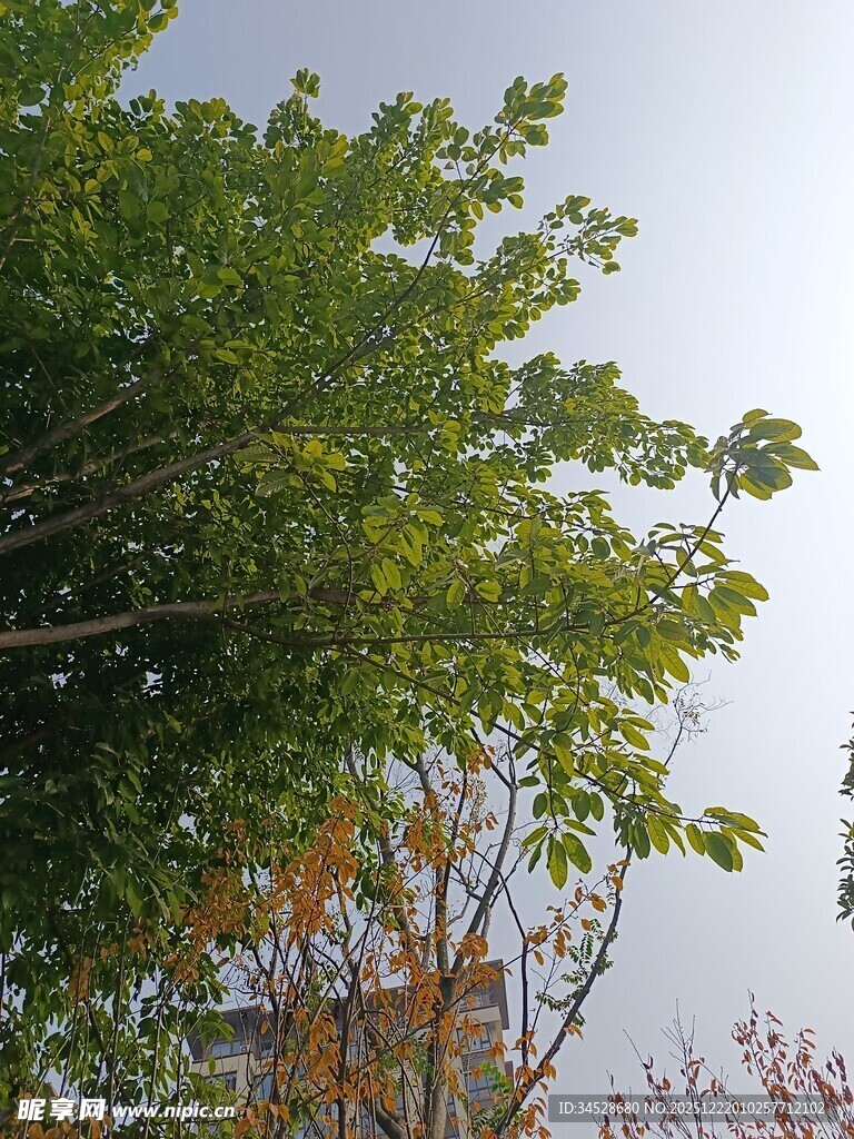 绿叶繁茂的树木景致