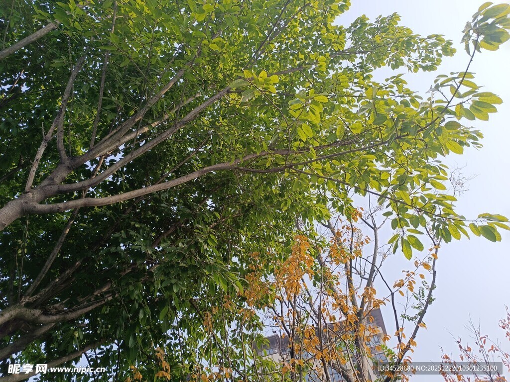 绿树掩映下的朦胧建筑