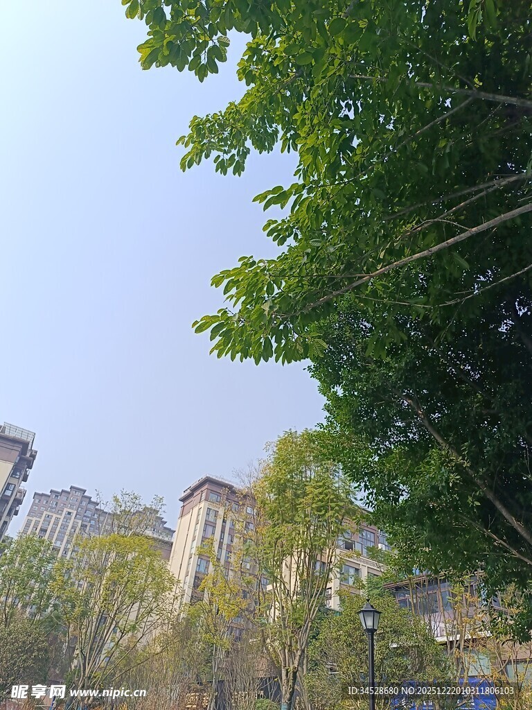 绿树掩映下的城市景致