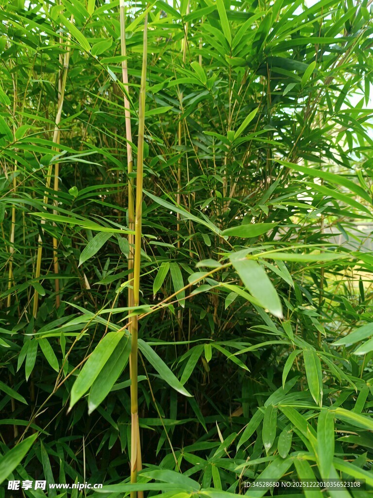 翠绿竹林中的挺拔竹子