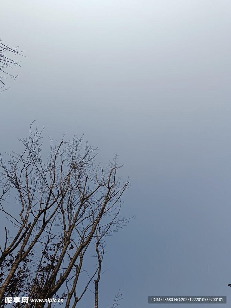 冬日枯树与灰蓝天际