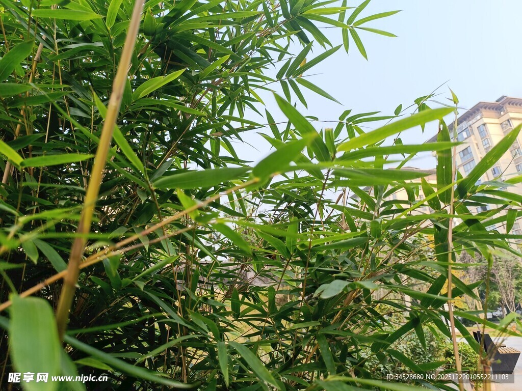 竹林间的绿意景致