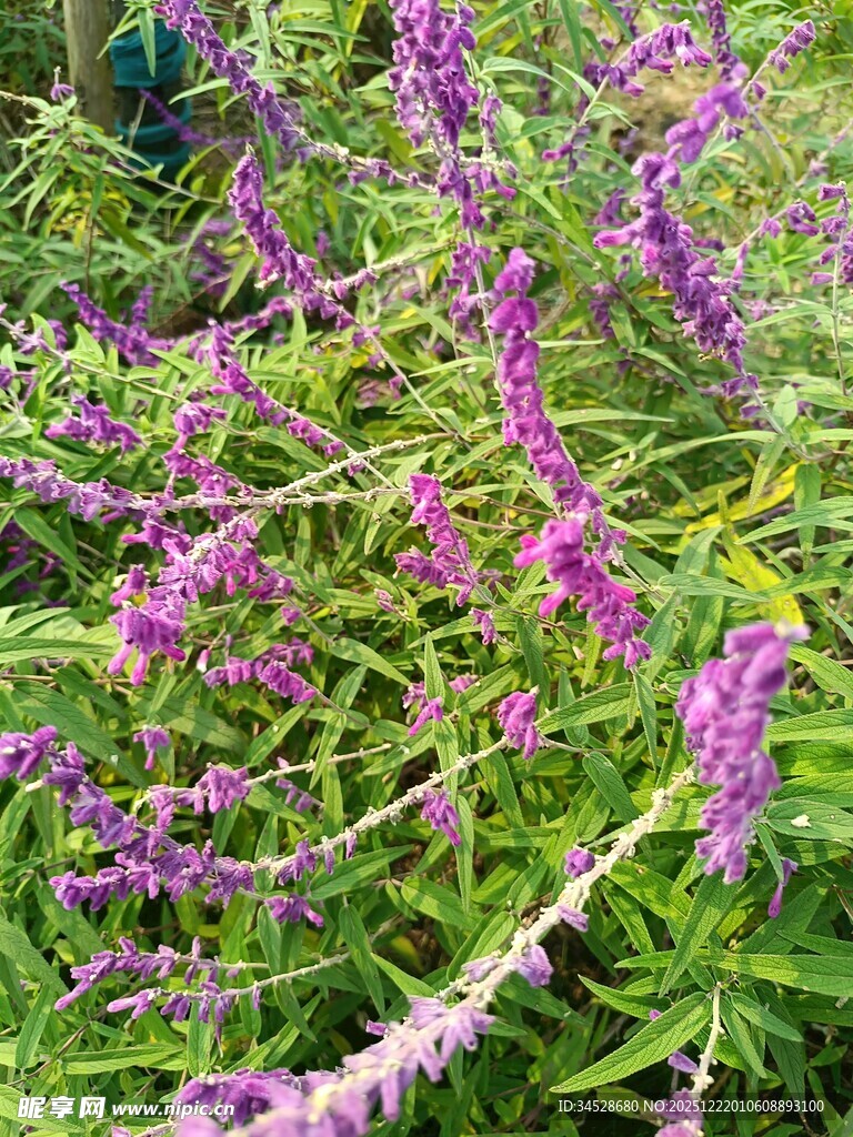 紫色穗状花卉植物特写