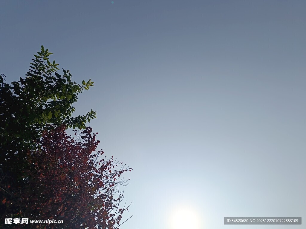 阳光下的树木与天空