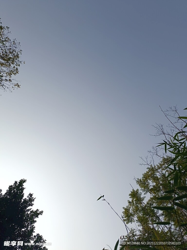 阳光下的树木与天空