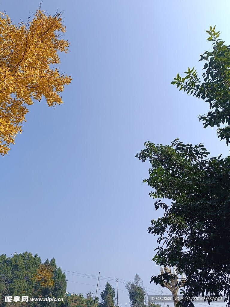 秋日黄叶蓝天绿树景致