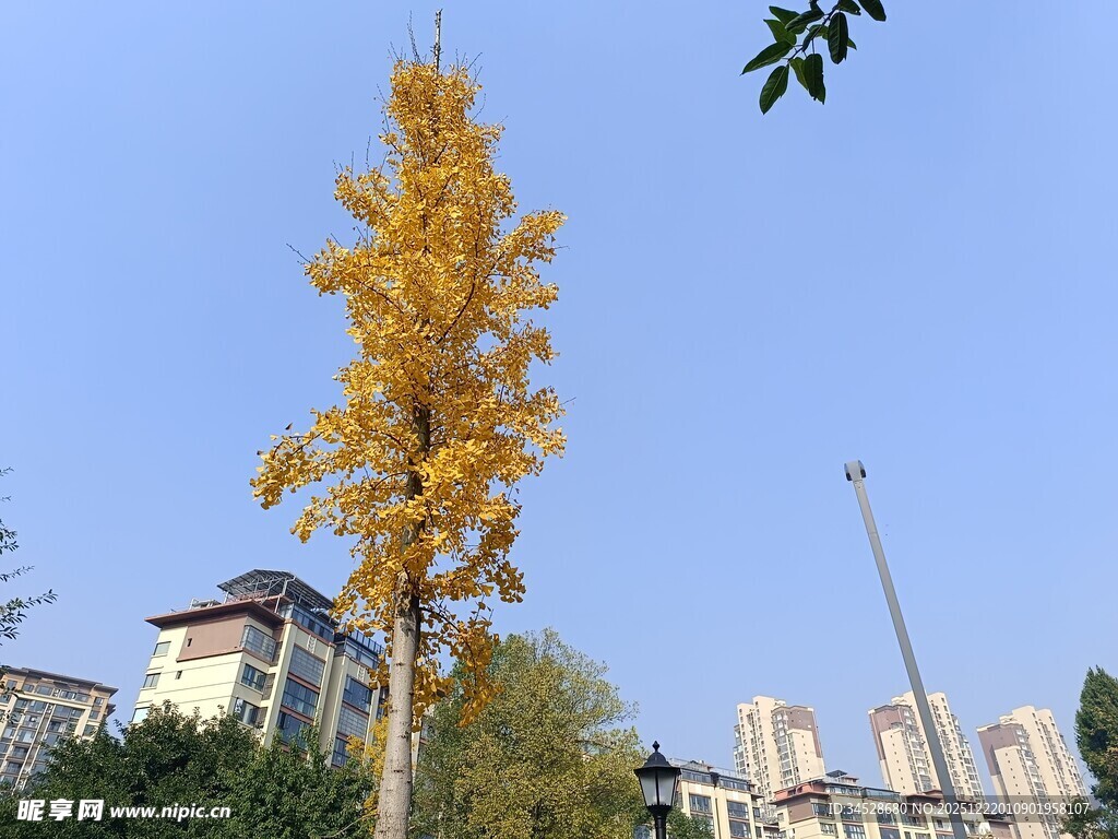 秋日金黄银杏树
