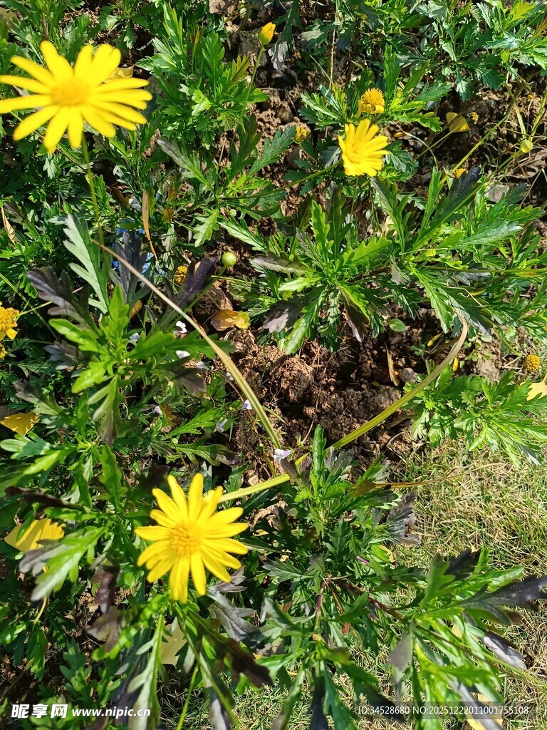 黄色小花绽于绿叶间