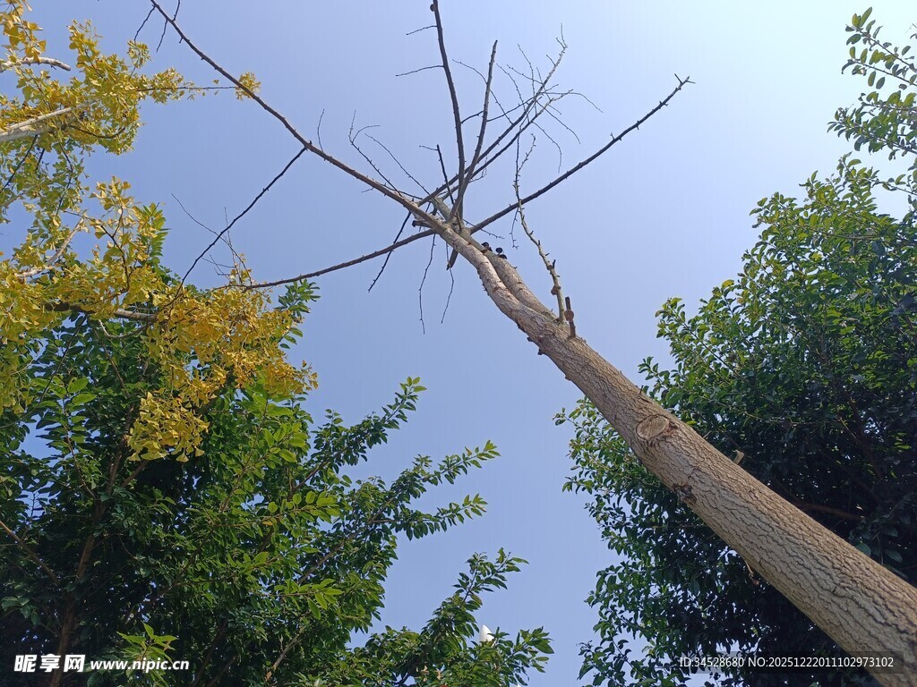 枯树立于葱郁林木间