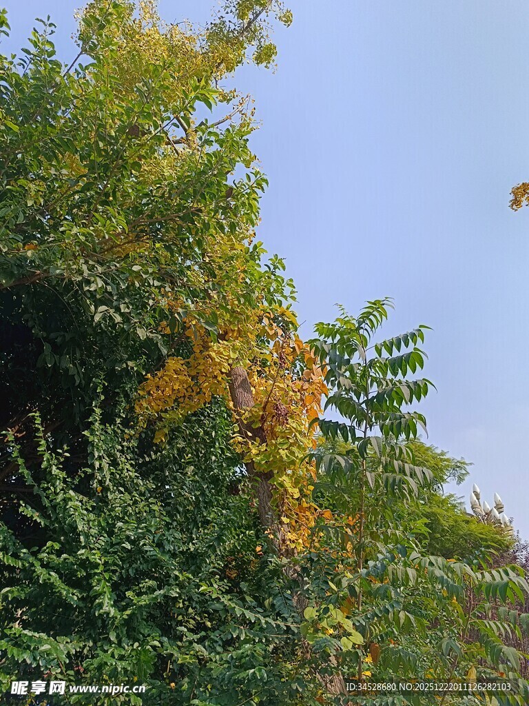 秋日枝头黄叶伴绿树