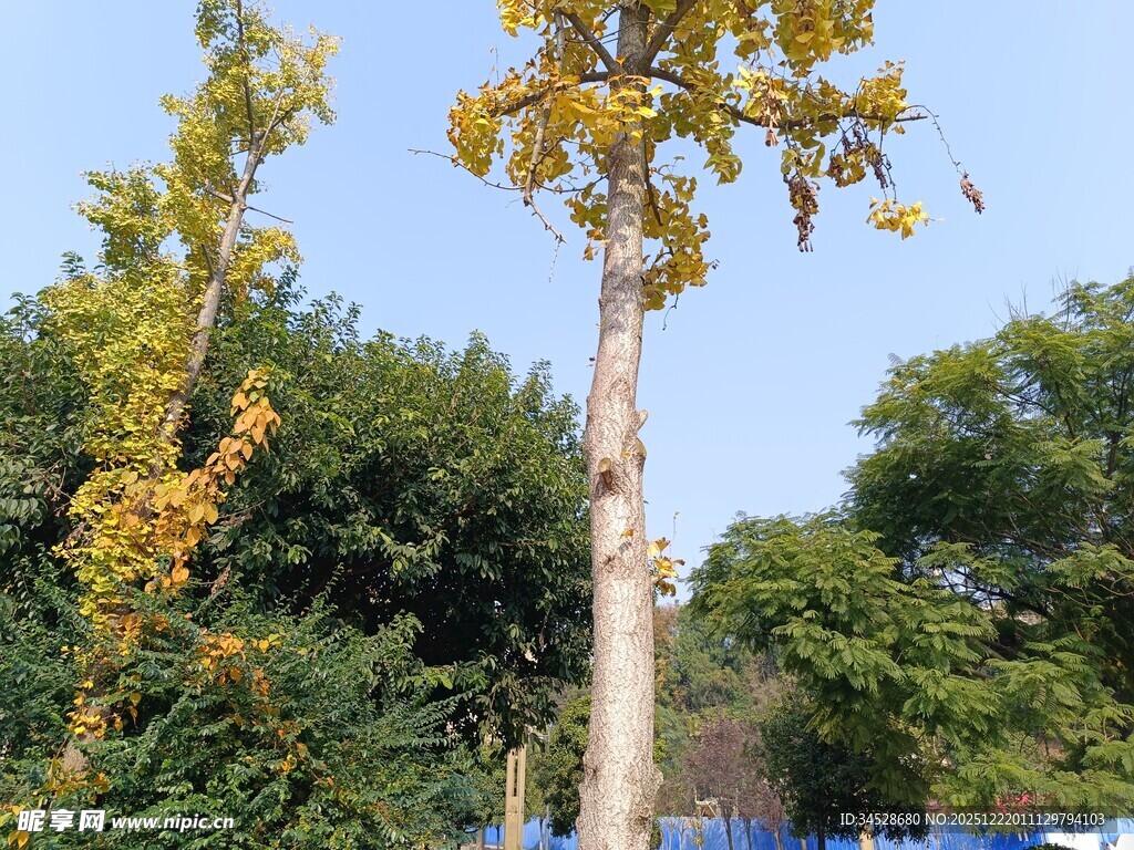 秋日挺拔树木景观