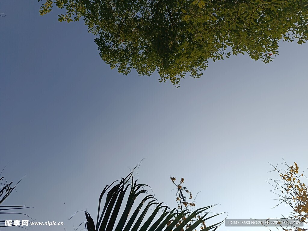 仰视绿树蓝天景象
