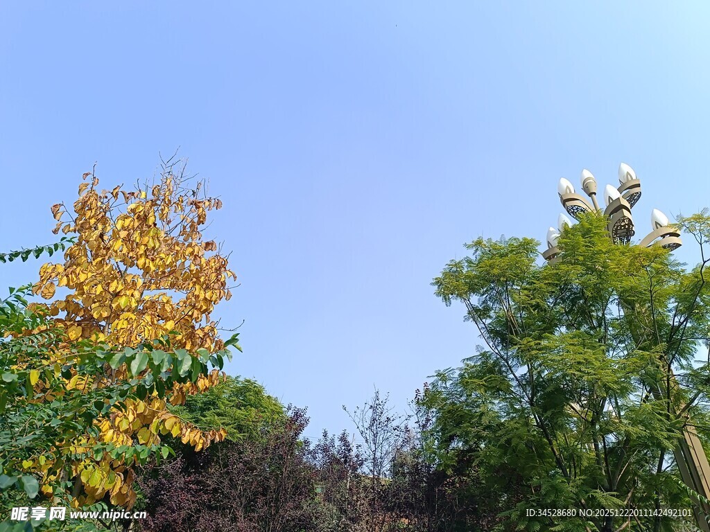 秋日多彩树木景观