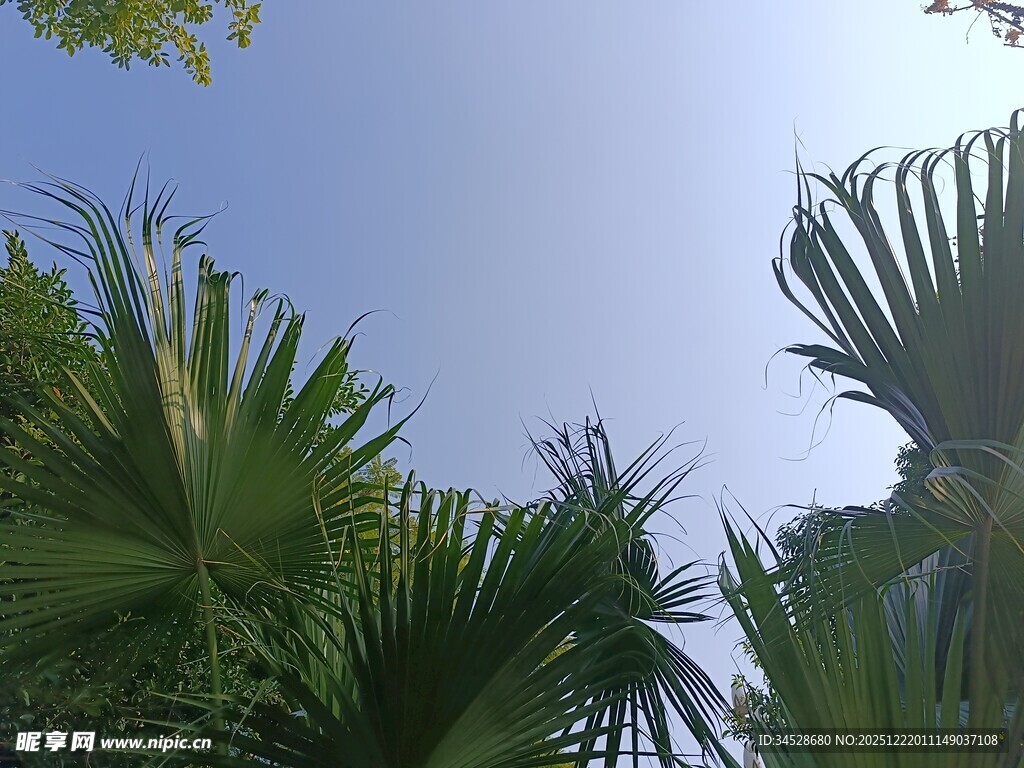 仰视下的翠绿棕榈叶