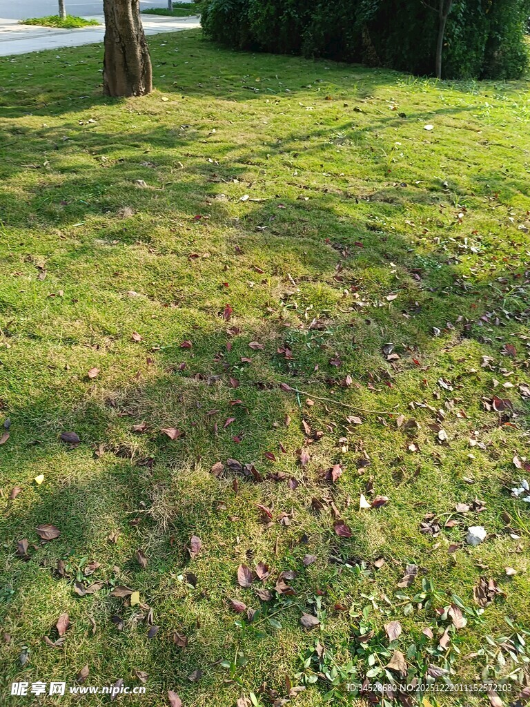 阳光下的草地与斑驳树影