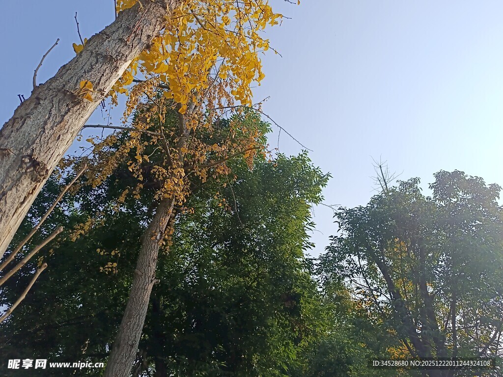 秋日挺拔树木与蓝天