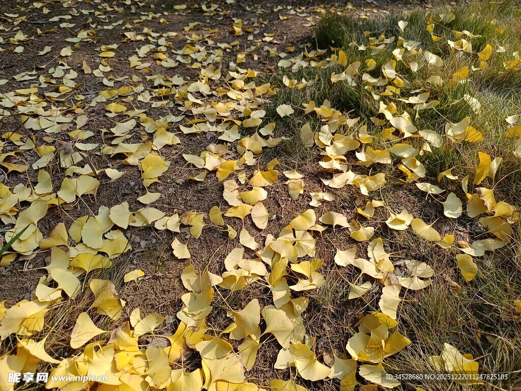 金黄银杏叶铺满地面